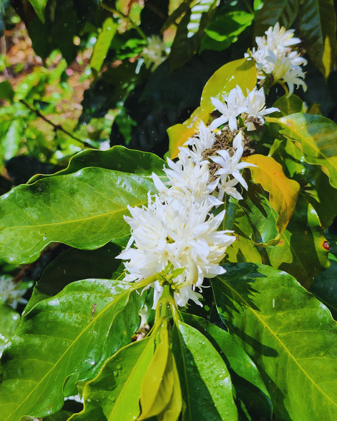 Café en flor 4